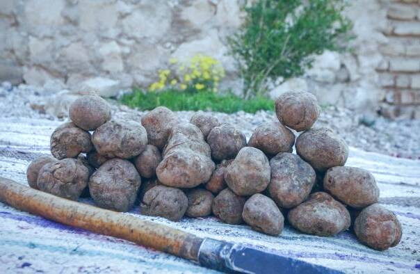 قارچ دنبلان زنجان