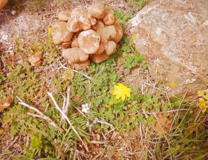 قارچ دنبلان