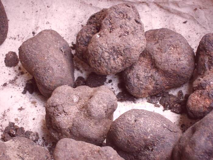 انواع قارچ دنبلان