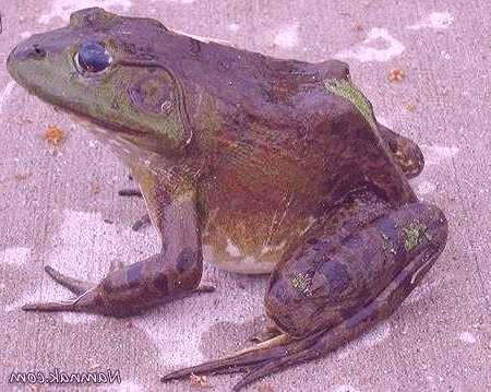 انواع غذاهای خارجی کشنده