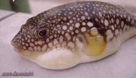 انواع غذاهای خارجی که ما نمی توانیم بخوریم