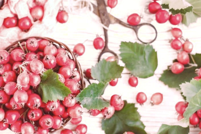 زالزالک برای فشار خون