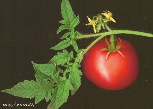 هرگز ریشه وساقه ی این گیاهان را مصرف نکنید