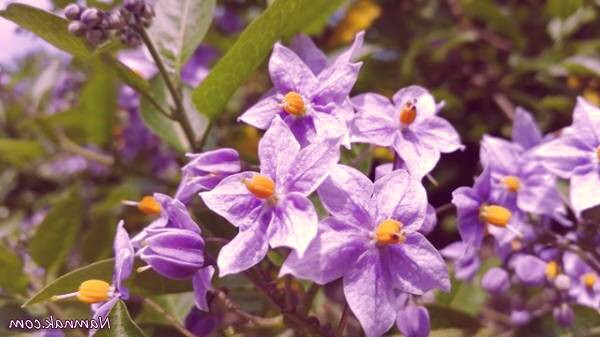 ساقه ی گیاهان