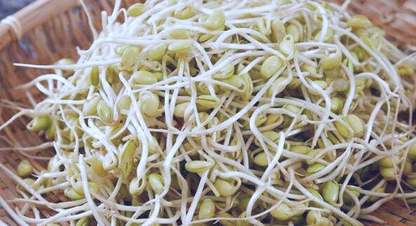 جوانه تربچه