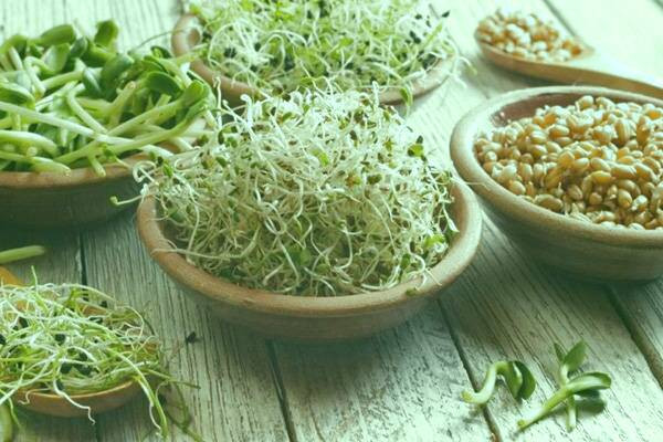 خاصیت جوانه تربچه