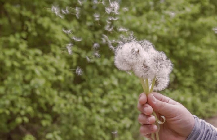 خاصیت گل قاصدک