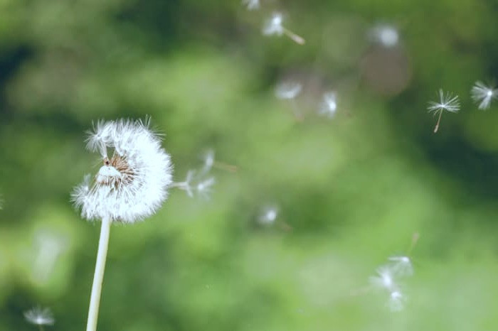 مواد مغذی قاصدک