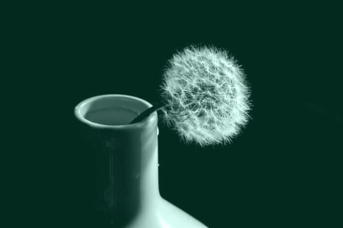 عوارض قاصدک