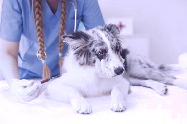 واکسن حیوانات