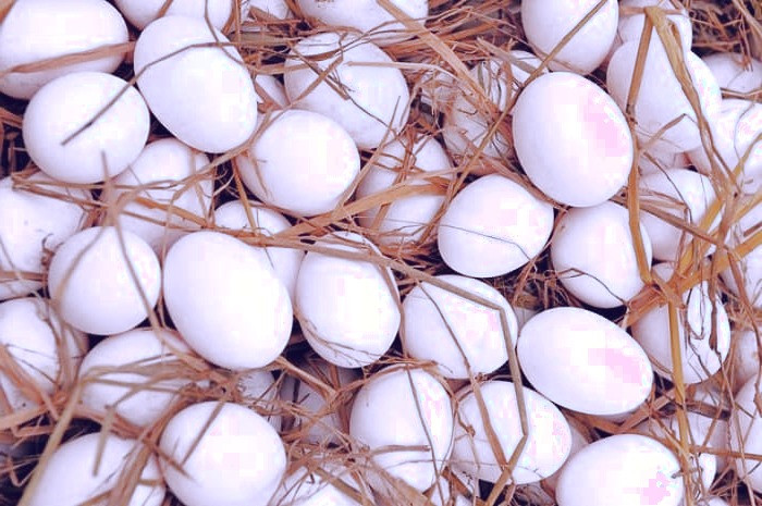 مضرات تخم مرغ 