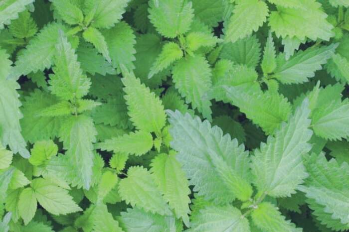 گزنه برای کهیر