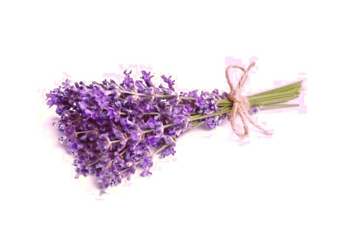 گیاه پنج انگشت