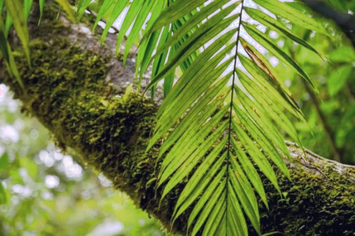  گیاه نخل اره ای