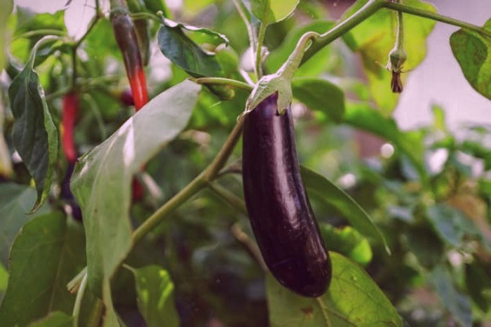 بادمجان برای زیبایی 