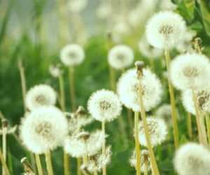 عوامل درمانی و کاهش وزن گل قاصدک + نحوه استفاده و مزایای گل قاصدک