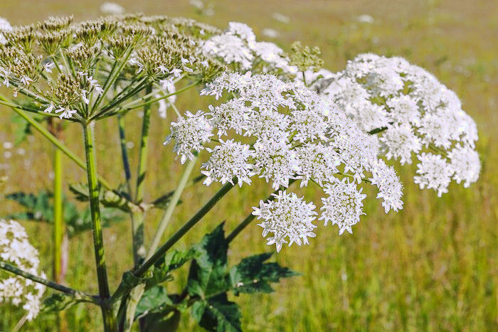 گلپر برای لاغری