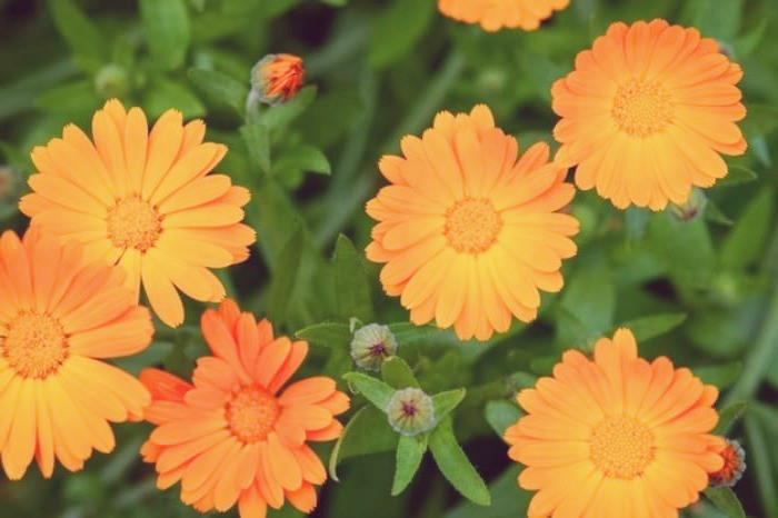 گل همیشه بهار