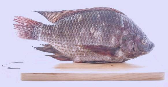 ماهی تیلاپیا