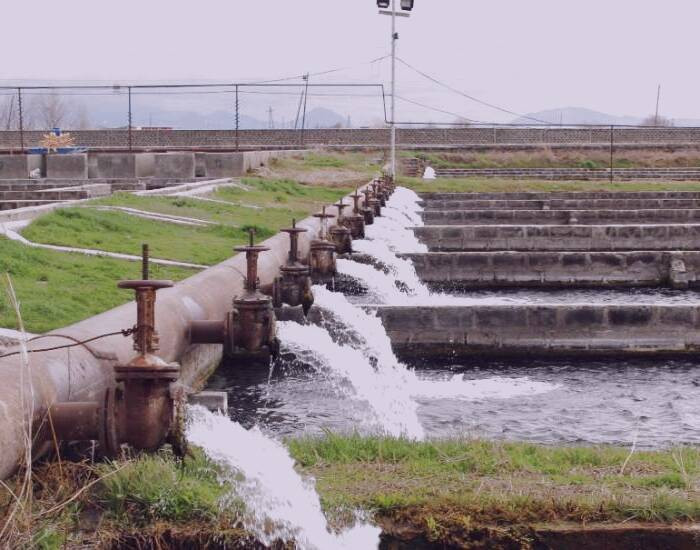 ماهی تیلاپیا