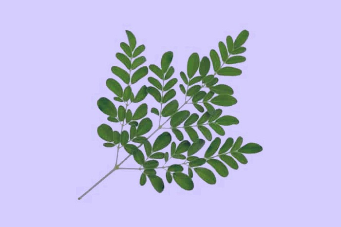 مورینگا برای لاغری