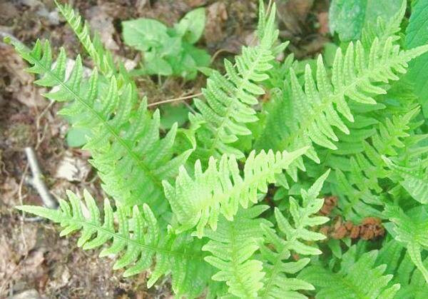 حقایق بسفایج