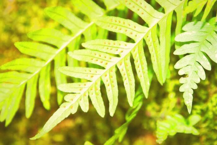 خواص بسفایج