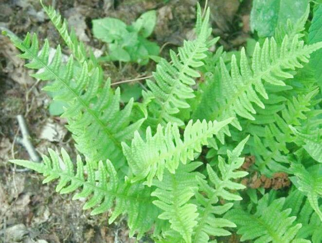 مضرات بسفایج