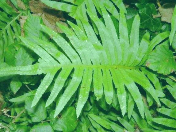 بسفایج طب سنتی