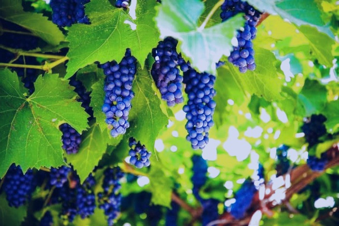 انگور برای کبد چرب