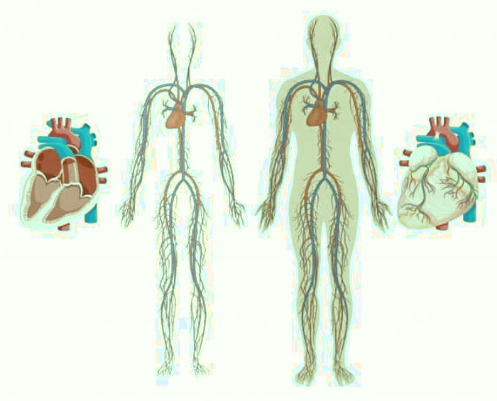 روغن سیاه دانه برای ریزش مو