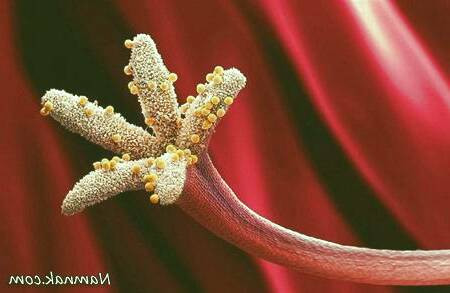 عوامل آلرژی 