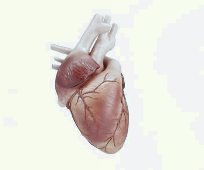 ماهیچه قلب