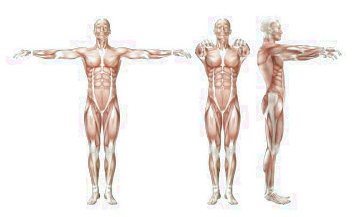ماهیچه های اسکلتی