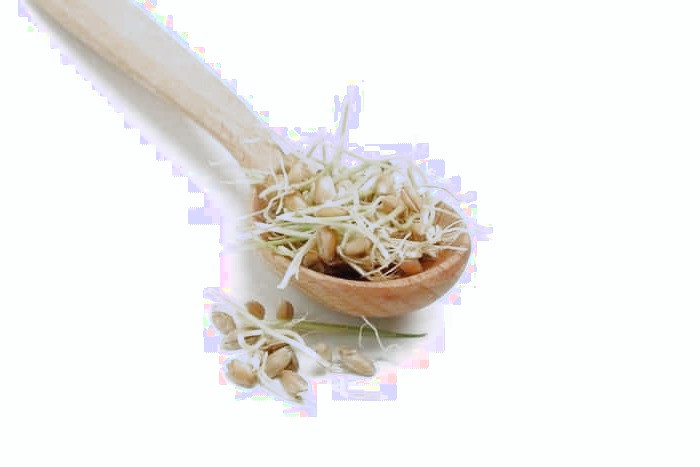 جوانه ماش