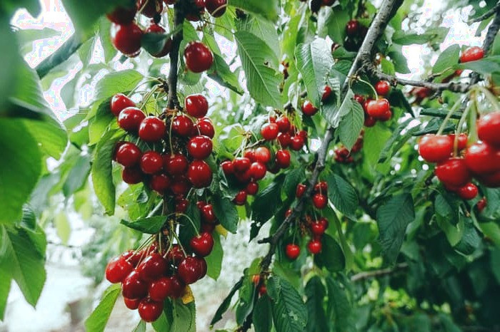 آلبالو برای لاغری