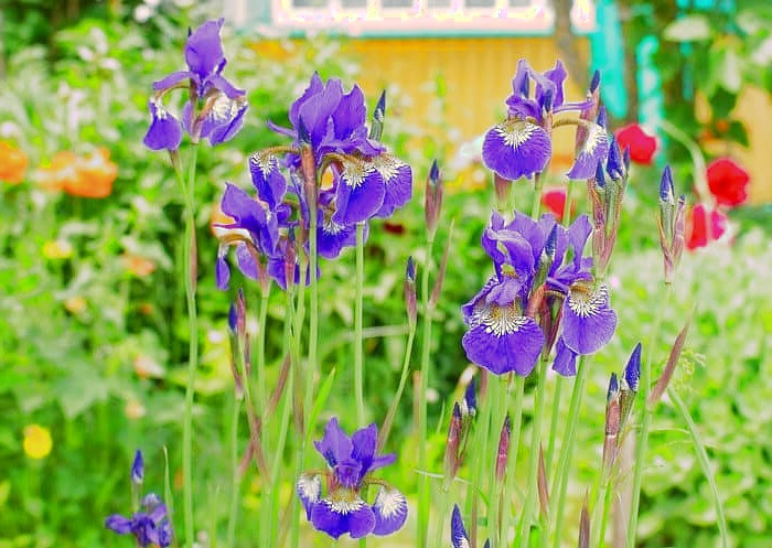 گیاه زنبق