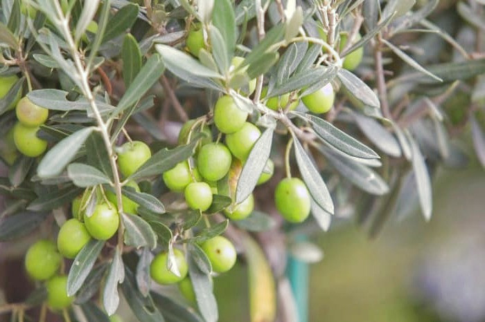 ویژگی برگ زیتون