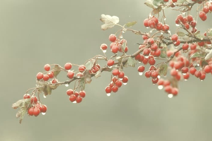 زالزالک برای سرطان 