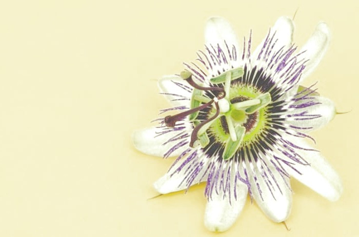 دمنوش گل ساعتی