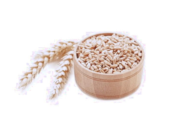 جوانه گندم
