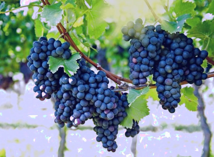  آنتی اکسیدان