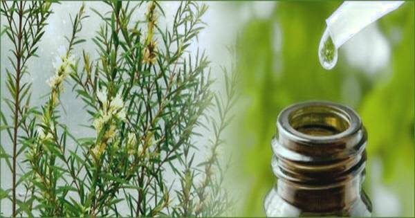 فواید روغن درخت چای