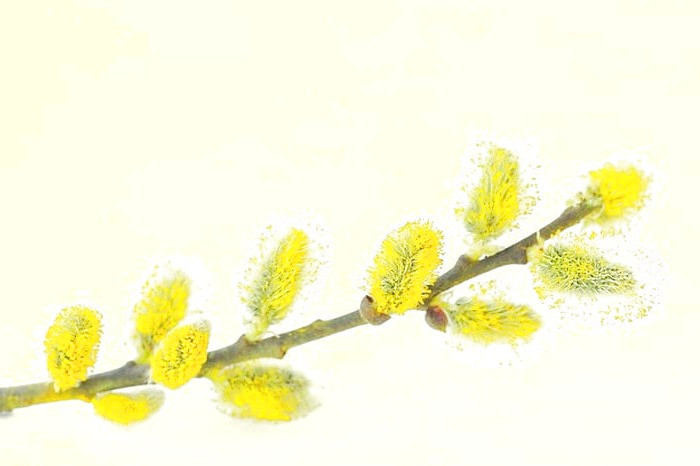 بیدمشک خواص