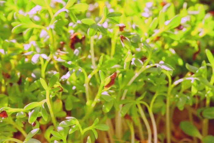 جوانه یونجه