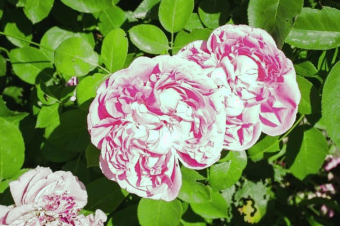 مزایای گل محمدی