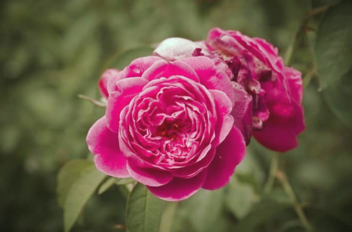 گل محمدی برای یبوست 