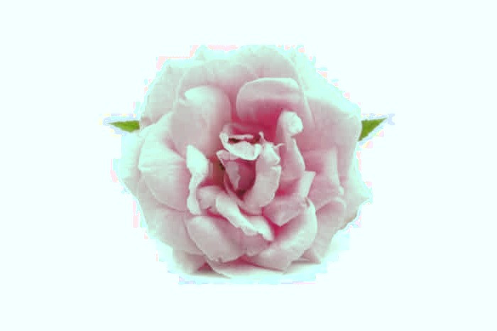 فواید گل محمدی