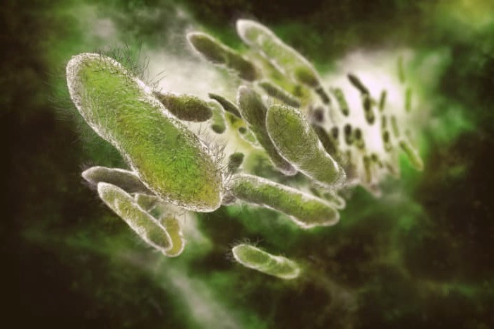 مسمویت با گوشت مرغ