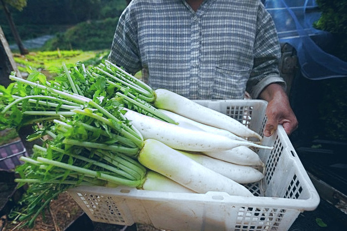 نگهداری از ترب سفید 